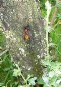 Vespa crabro